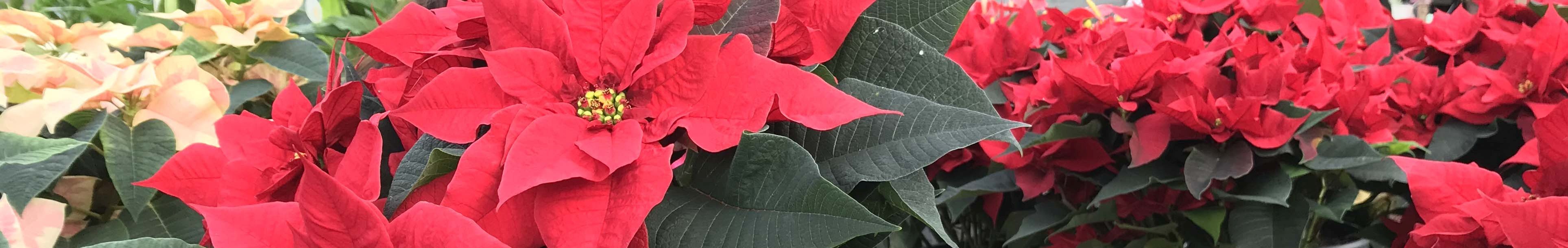 Poinsettia